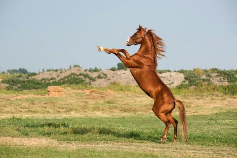 Didim Horse Safari