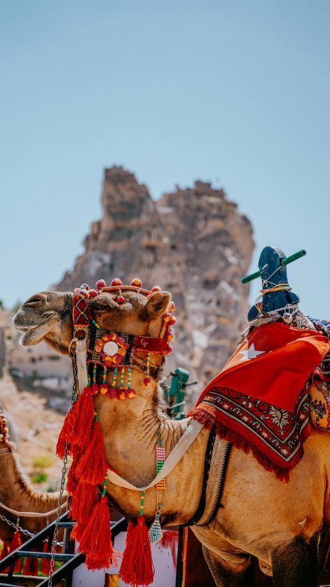 Cappadocia Camel Riding Tour